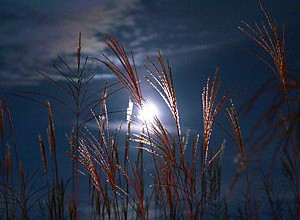 平成28年10月号　風の心