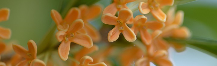 平成28年9月　お稽古日記