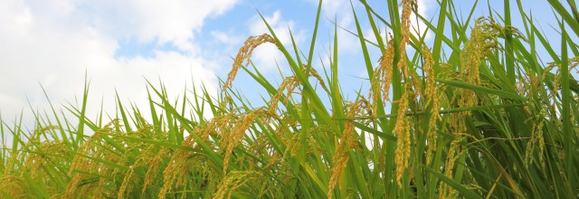 平成28年10月　お稽古日記