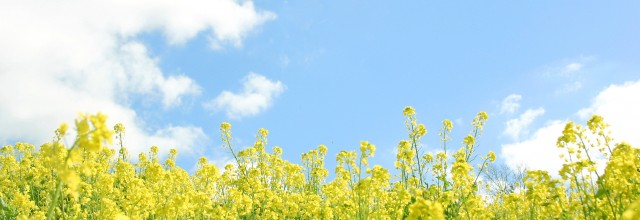 平成29年3月号　風の心