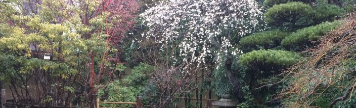 主催茶事「梅見の茶事」のご案内