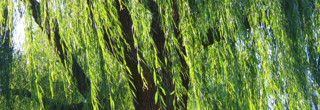 平成29年5月号　風の心