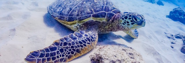 平成29年3月　お稽古日記　「期末」