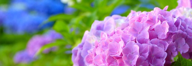 平成29年5月　お稽古日記