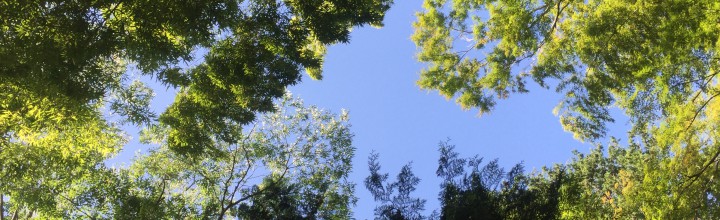 茶道教室 芳月会金曜クラス 遠足風景