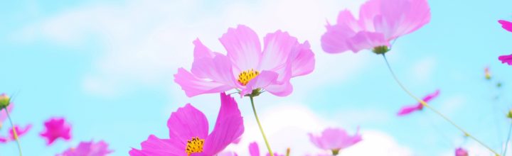 令和3年8月　お稽古日記