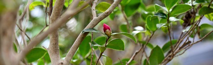 令和3年12月号　風の心