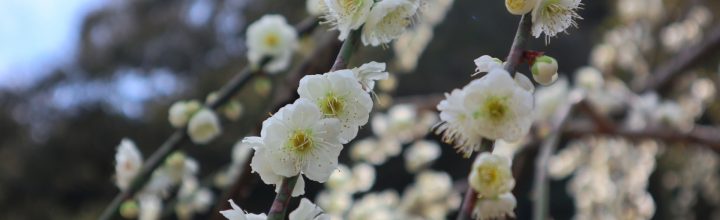 令和4年3月号　風の心