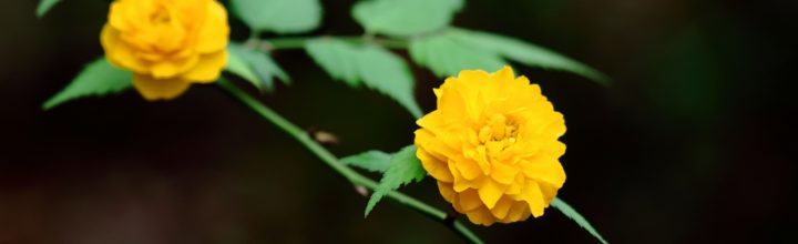 令和4年4月　お稽古日記