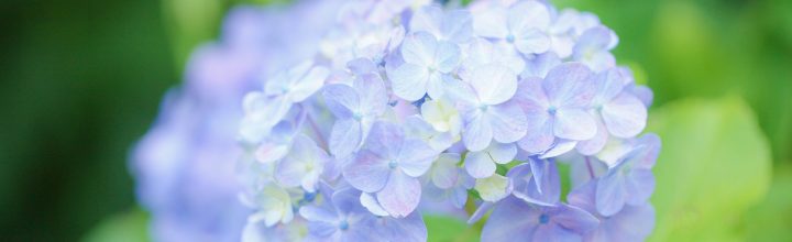 令和4年5月　お稽古日記