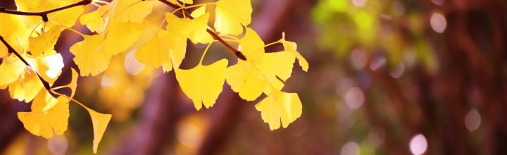 御宗家　宗旦忌