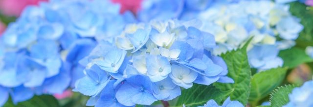 令和5年5月　お稽古日記