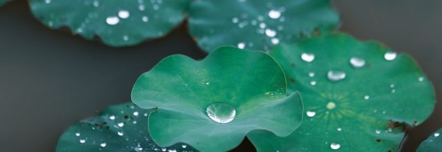 主催茶事　「立礼で台天目の茶事」のご案内