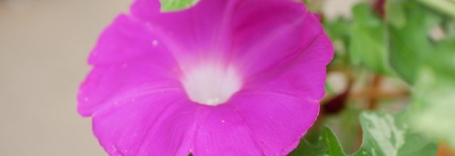 令和5年7月　お稽古日記