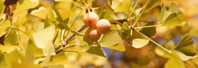 主催茶事「炉開きの茶事」のご案内