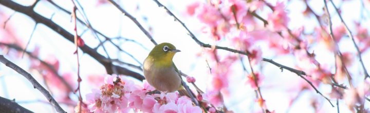 令和6年1月・2月　お稽古日記