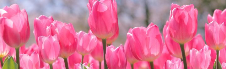 令和６年３月　お稽古日記
