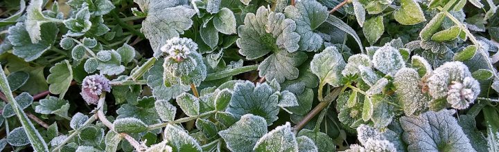 令和6年12月号　風の心