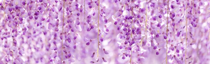 令和8年5月号　風の心